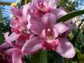 Pink orchids 2